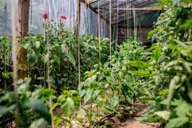 Compact Greenhouses – Perfect for the UK Climate